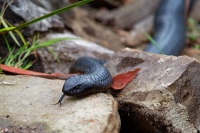 Pakobra vychodni - Pseudonaja textilis - Eastern brown snake o9661